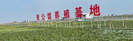 蟹富豪大闸蟹养殖基地——苏州东湖